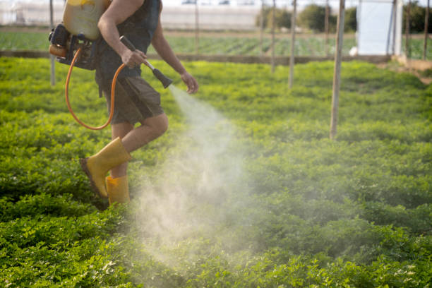 Best Wasp Removal Services  in Yutan, NE